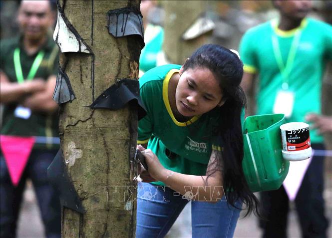 Sôi động hội thi bàn tay vàng của công nhân cao su Campuchia